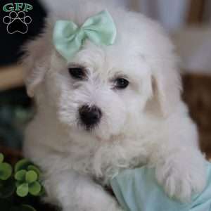 Gracie, Bichon Frise Puppy